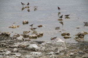 IMG_2617